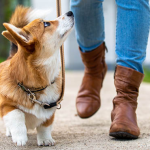 Dog Poop Pickup in Lima Michigan