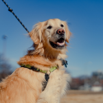 Dog Poop Pickup in Lima Michigan