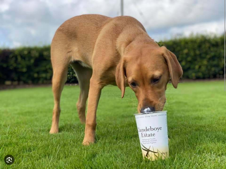 Dog Poop Pickup in Lima Michigan